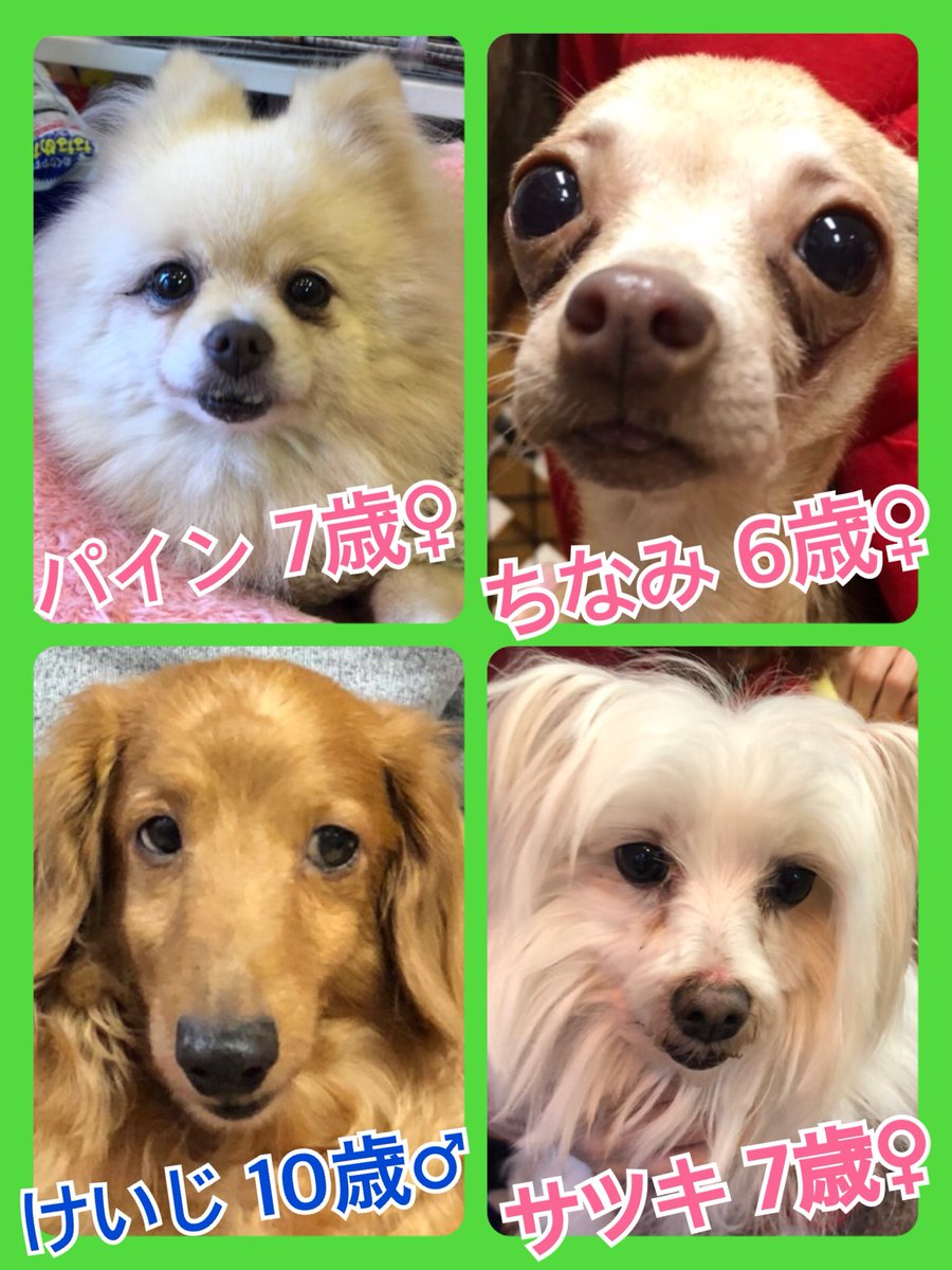 🐾今日の里親様募集中ワンコ🐶メンバーです🐾2019,1,19